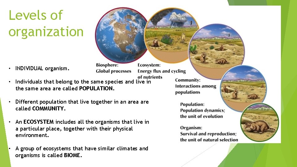 Levels of organization • INDIVIDUAL organism. • Individuals that belong to the same species