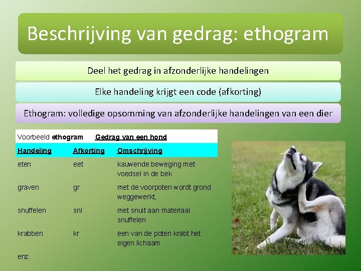 Beschrijving van gedrag: ethogram Deel het gedrag in afzonderlijke handelingen Elke handeling krijgt een