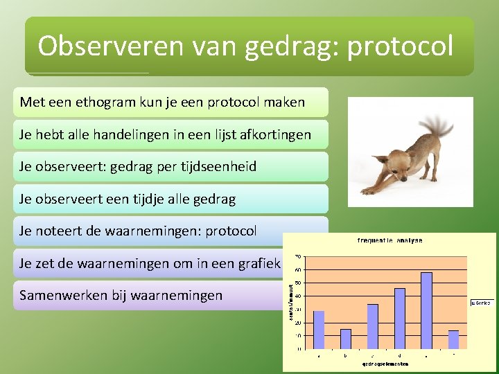 Observeren van gedrag: protocol Met een ethogram kun je een protocol maken Je hebt