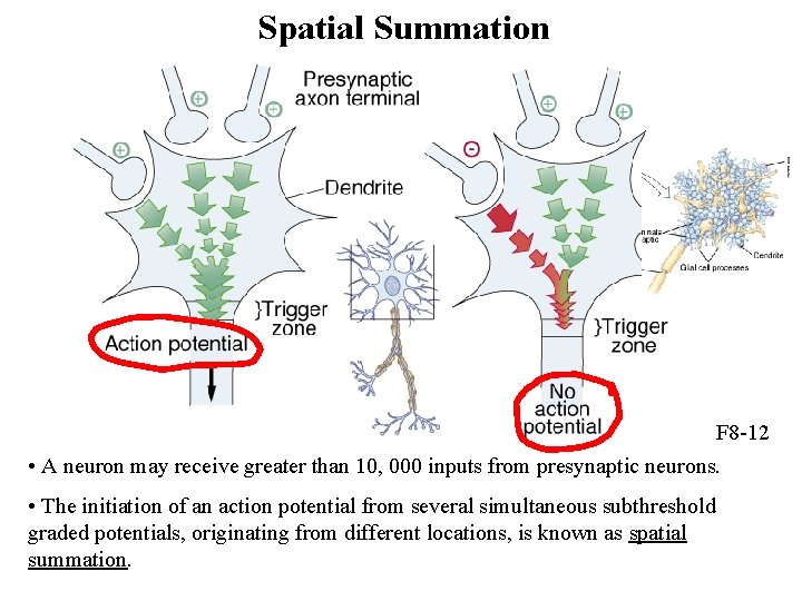 Spatial Summation F 8 -12 • A neuron may receive greater than 10, 000