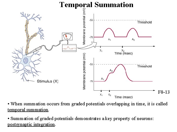 Temporal Summation F 8 -13 • When summation occurs from graded potentials overlapping in