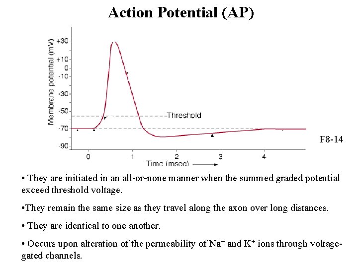 Action Potential (AP) F 8 -14 • They are initiated in an all-or-none manner