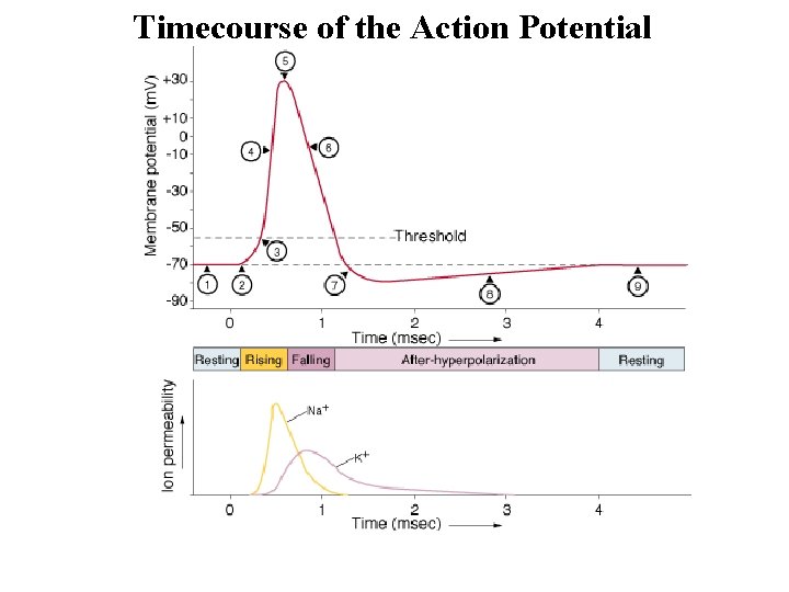Timecourse of the Action Potential 