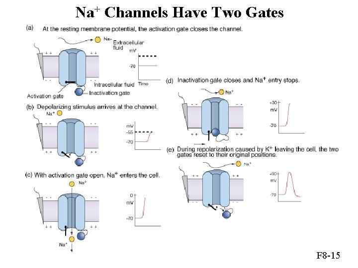 Na+ Channels Have Two Gates F 8 -15 