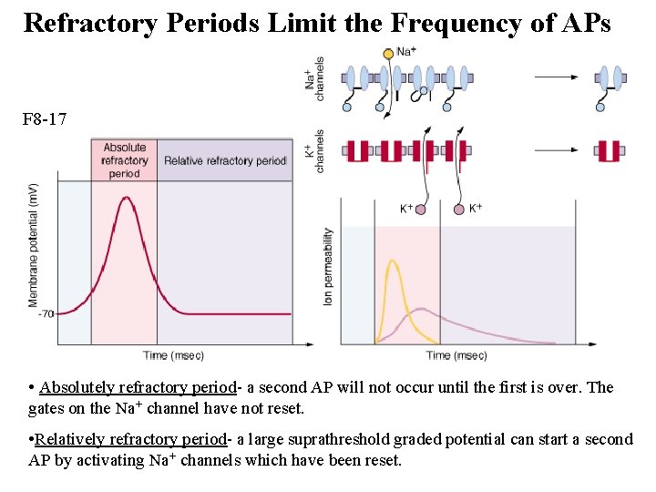 Refractory Periods Limit the Frequency of APs F 8 -17 • Absolutely refractory period-