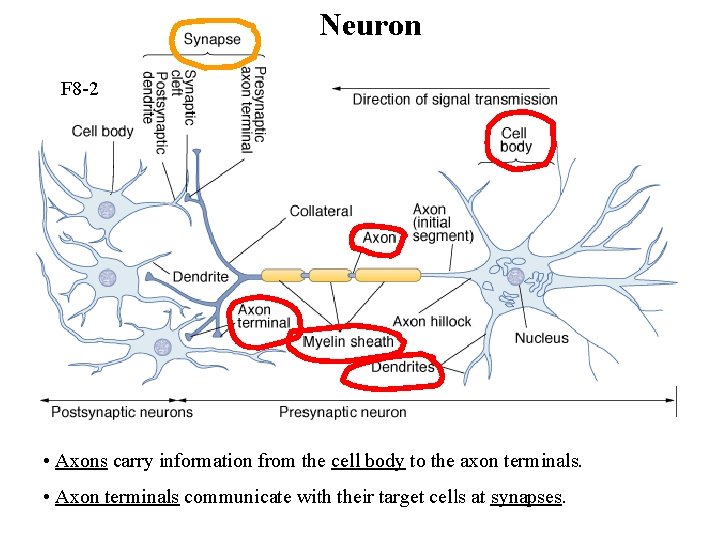 Neuron F 8 -2 • Axons carry information from the cell body to the