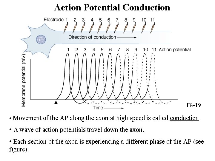 Action Potential Conduction F 8 -19 • Movement of the AP along the axon