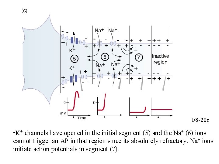 F 8 -20 c • K+ channels have opened in the initial segment (5)