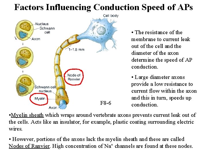 Factors Influencing Conduction Speed of APs • The resistance of the membrane to current