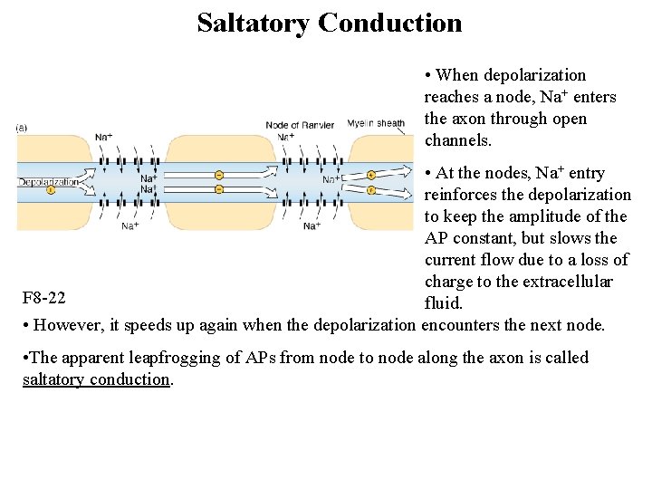 Saltatory Conduction • When depolarization reaches a node, Na+ enters the axon through open