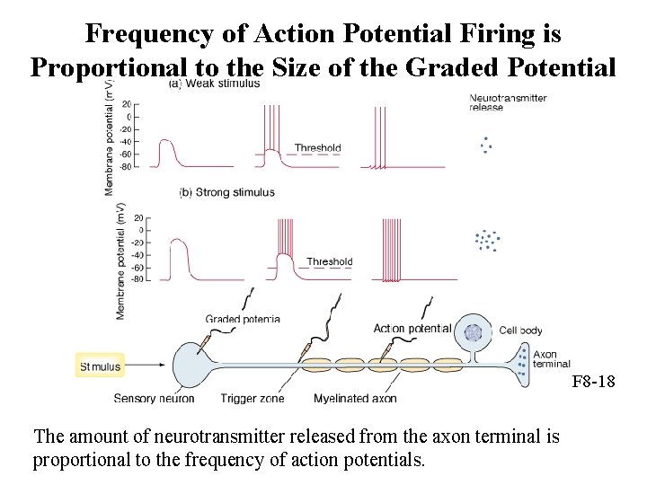 Frequency of Action Potential Firing is Proportional to the Size of the Graded Potential