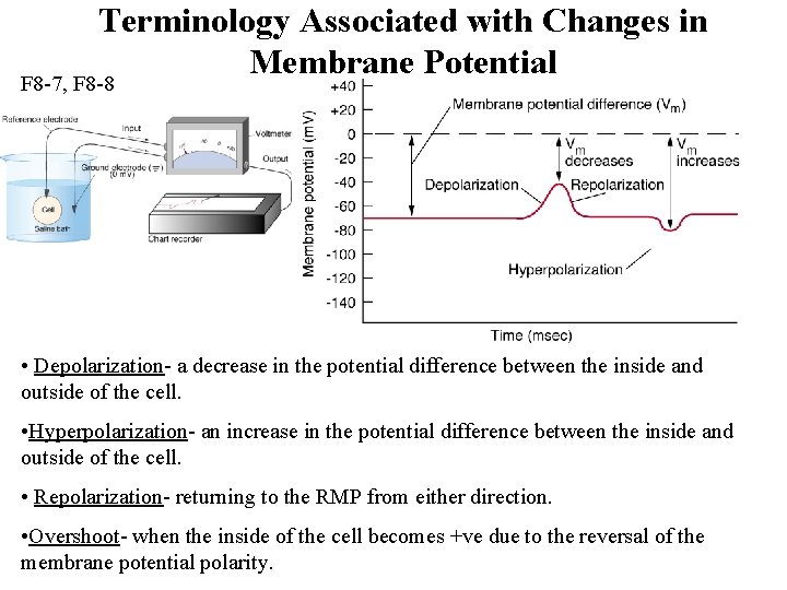 Terminology Associated with Changes in Membrane Potential F 8 -7, F 8 -8 •