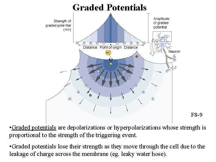 Graded Potentials F 8 -9 • Graded potentials are depolarizations or hyperpolarizations whose strength