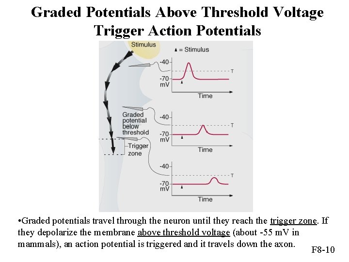 Graded Potentials Above Threshold Voltage Trigger Action Potentials • Graded potentials travel through the