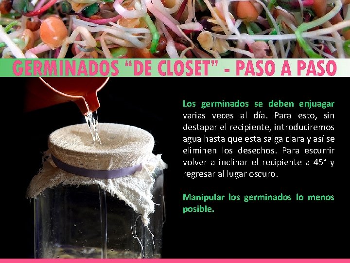 Los germinados se deben enjuagar varias veces al día. Para esto, sin destapar el