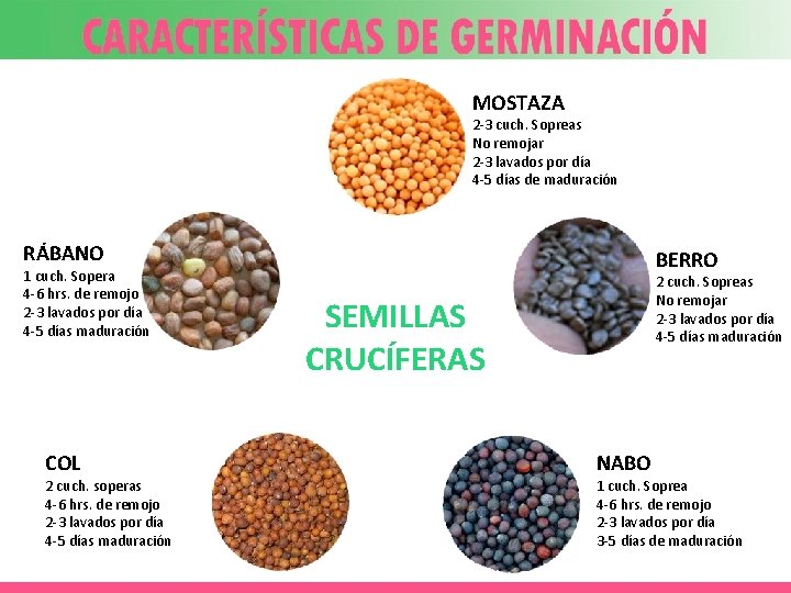 MOSTAZA 2 -3 cuch. Sopreas No remojar 2 -3 lavados por día 4 -5