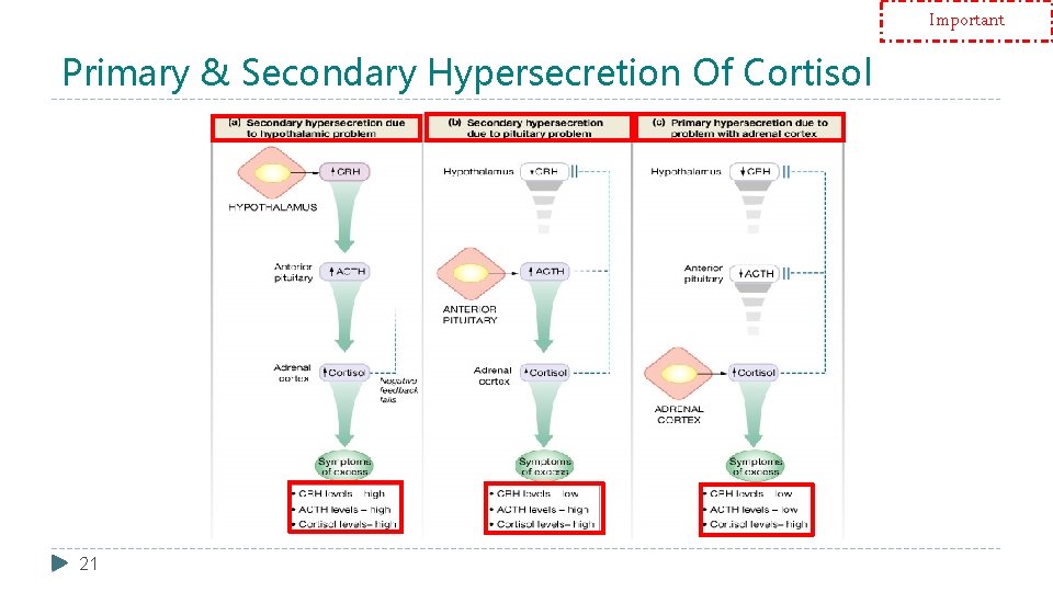 Important Primary & Secondary Hypersecretion Of Cortisol 21 