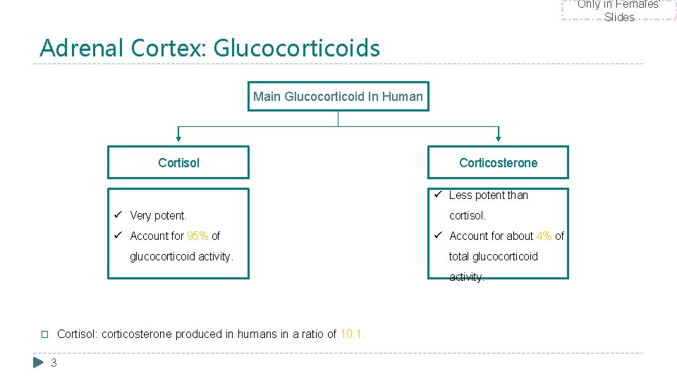 Only in Females’ Slides Adrenal Cortex: Glucocorticoids Main Glucocorticoid In Human Cortisol Corticosterone ü