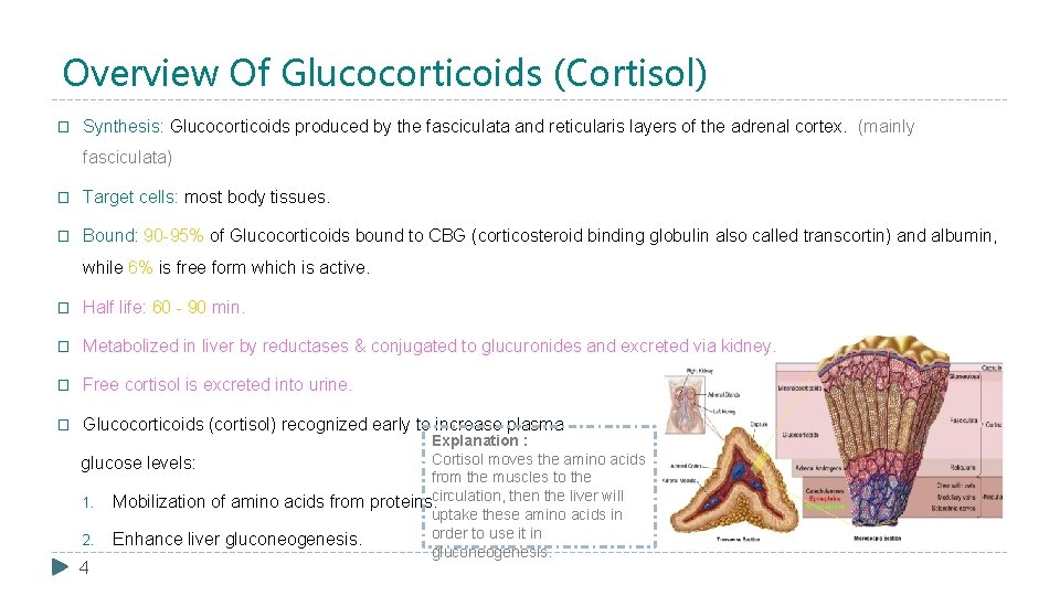 Overview Of Glucocorticoids (Cortisol) � Synthesis: Glucocorticoids produced by the fasciculata and reticularis layers