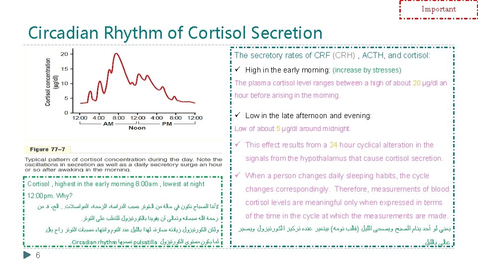 Important Circadian Rhythm of Cortisol Secretion The secretory rates of CRF (CRH) , ACTH,