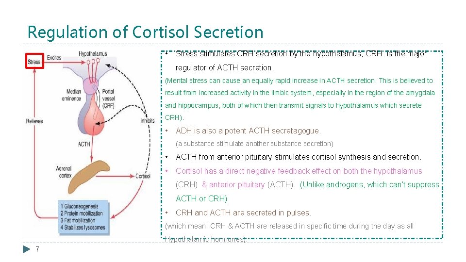 Regulation of Cortisol Secretion • Stress stimulates CRH secretion by the hypothalamus, CRH is