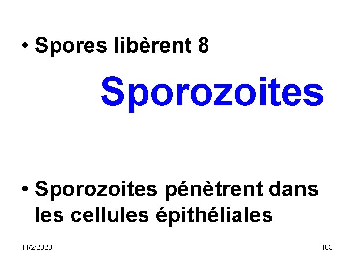 • Spores libèrent 8 Sporozoites • Sporozoites pénètrent dans les cellules épithéliales 11/2/2020 • Spores libèrent 8 Sporozoites • Sporozoites pénètrent dans les cellules épithéliales 11/2/2020
