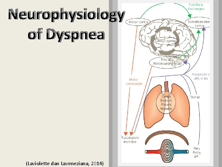 Neurophysiology of Dyspnea (Laviolette dan Laveneziana, 2014) 