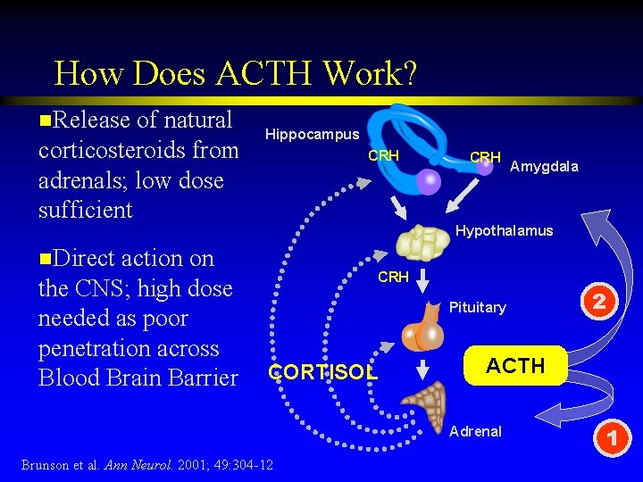 How Does ACTH Work? n. Release of natural corticosteroids from adrenals; low dose sufficient