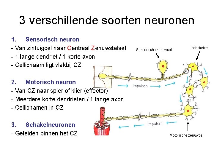 3 verschillende soorten neuronen 1. Sensorisch neuron - Van zintuigcel naar Centraal Zenuwstelsel -