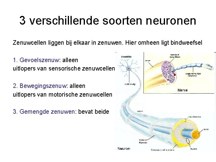 3 verschillende soorten neuronen Zenuwcellen liggen bij elkaar in zenuwen. Hier omheen ligt bindweefsel