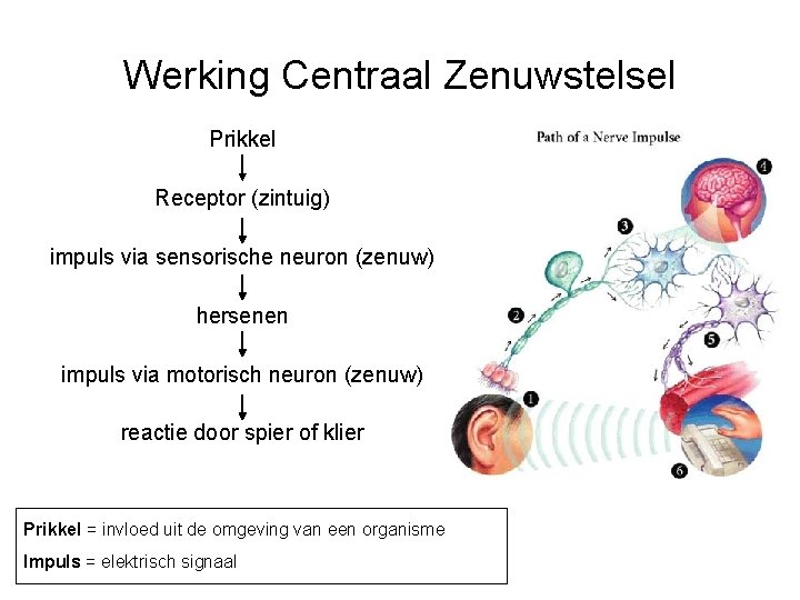 Werking Centraal Zenuwstelsel Prikkel Receptor (zintuig) impuls via sensorische neuron (zenuw) hersenen impuls via
