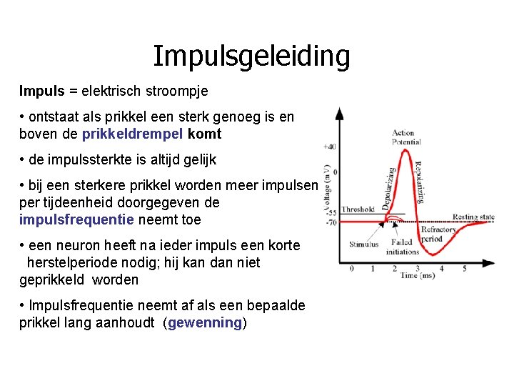 Impulsgeleiding Impuls = elektrisch stroompje • ontstaat als prikkel een sterk genoeg is en