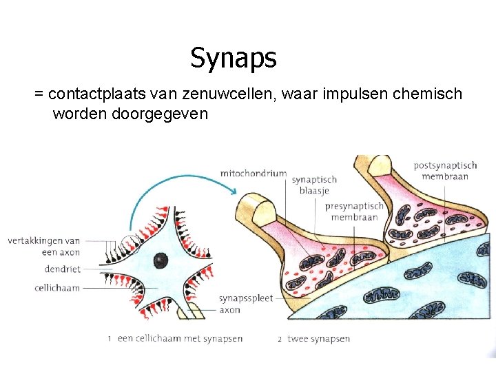 Synaps = contactplaats van zenuwcellen, waar impulsen chemisch worden doorgegeven 