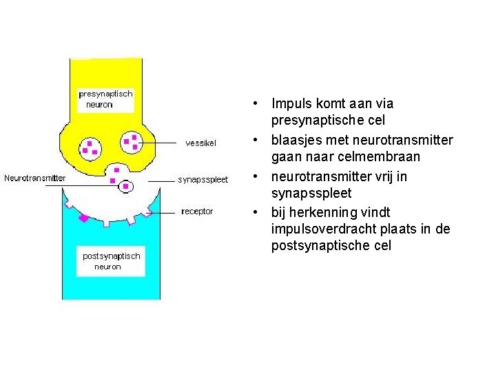  • Impuls komt aan via presynaptische cel • blaasjes met neurotransmitter gaan naar