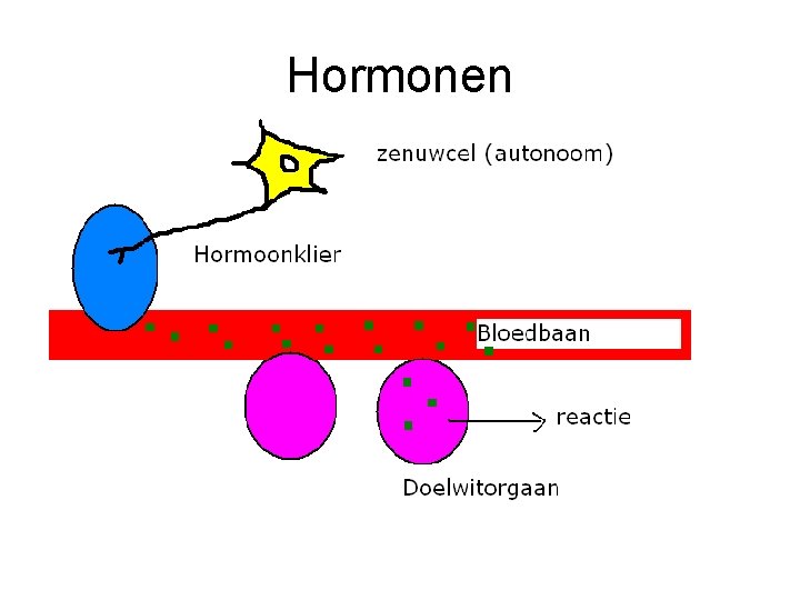 Hormonen 