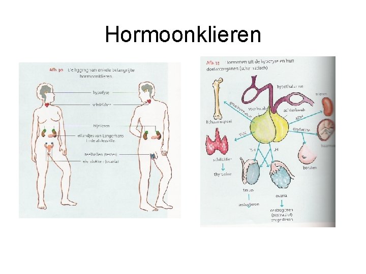 Hormoonklieren 