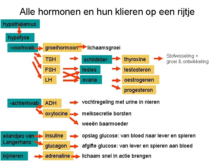 Alle hormonen en hun klieren op een rijtje hypothalamus hypofyse -voorkwab groeihormoon TSH lichaamsgroei