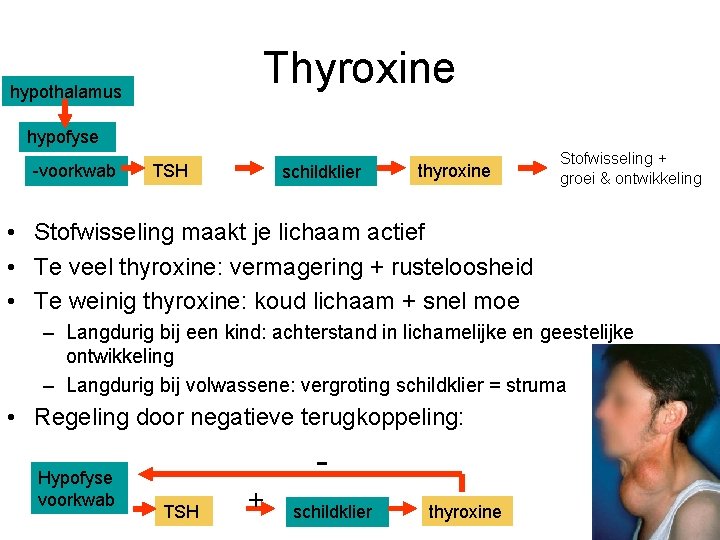 Thyroxine hypothalamus hypofyse -voorkwab TSH schildklier thyroxine Stofwisseling + groei & ontwikkeling • Stofwisseling