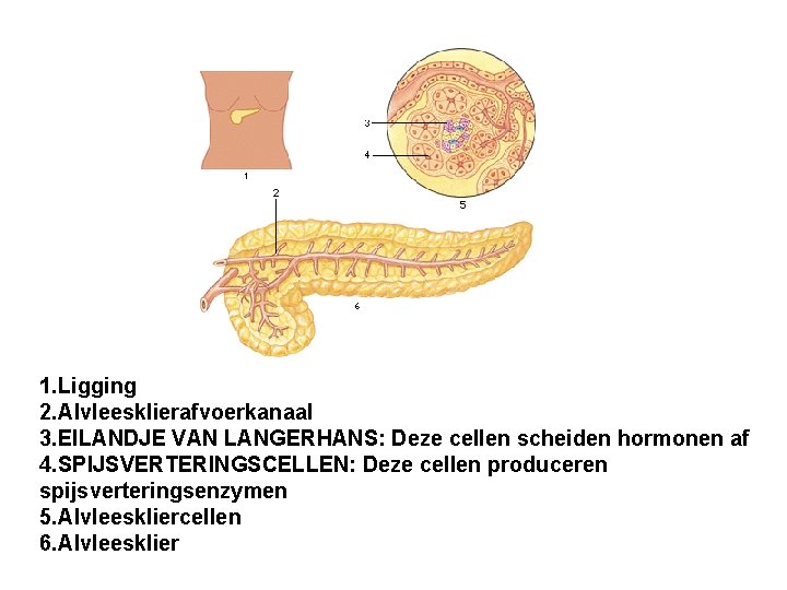 1. Ligging 2. Alvleesklierafvoerkanaal 3. EILANDJE VAN LANGERHANS: Deze cellen scheiden hormonen af 4.