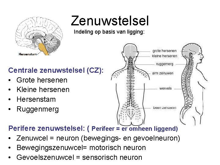 Zenuwstelsel Indeling op basis van ligging: Centrale zenuwstelsel (CZ): • Grote hersenen • Kleine