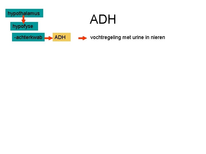 hypothalamus ADH hypofyse -achterkwab ADH vochtregeling met urine in nieren 