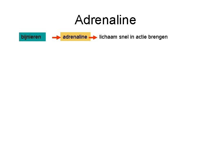 Adrenaline bijnieren adrenaline lichaam snel in actie brengen 