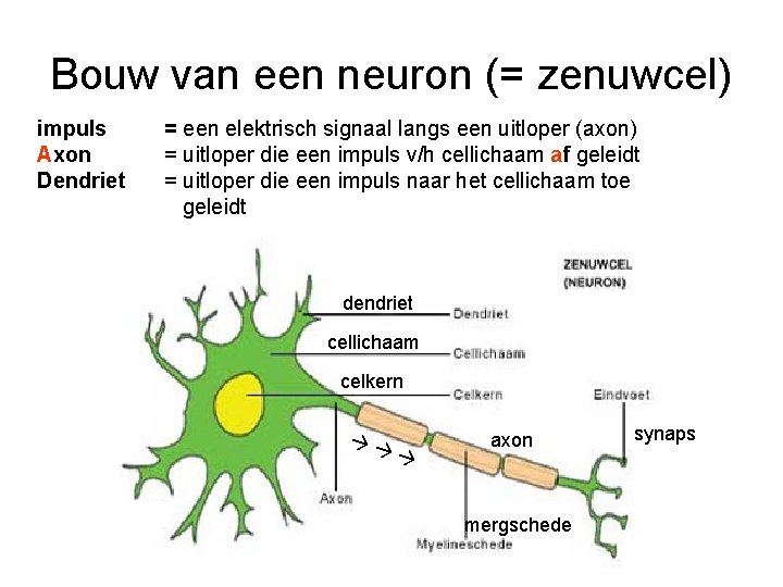 Bouw van een neuron (= zenuwcel) impuls Axon Dendriet = een elektrisch signaal langs