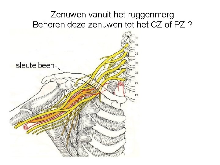 Zenuwen vanuit het ruggenmerg Behoren deze zenuwen tot het CZ of PZ ? 