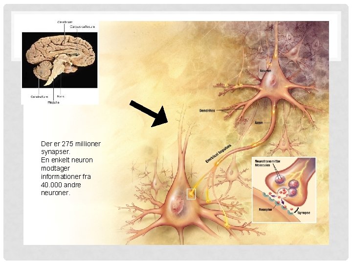 Der er 275 millioner synapser. En enkelt neuron modtager informationer fra 40. 000 andre