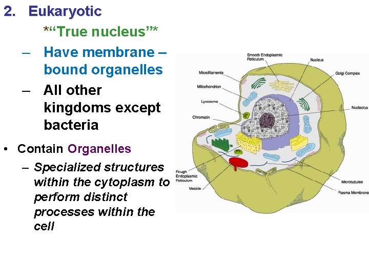 2. Eukaryotic *“True nucleus”* – Have membrane – bound organelles – All other kingdoms