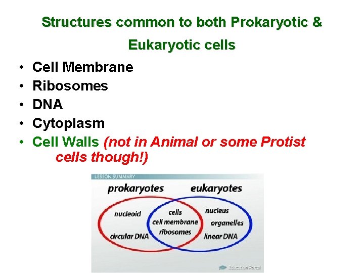 Structures common to both Prokaryotic & Eukaryotic cells • • • Cell Membrane Ribosomes