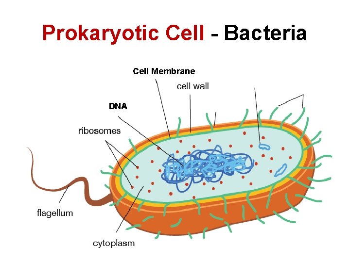 Prokaryotic Cell - Bacteria Cell Membrane DNA 