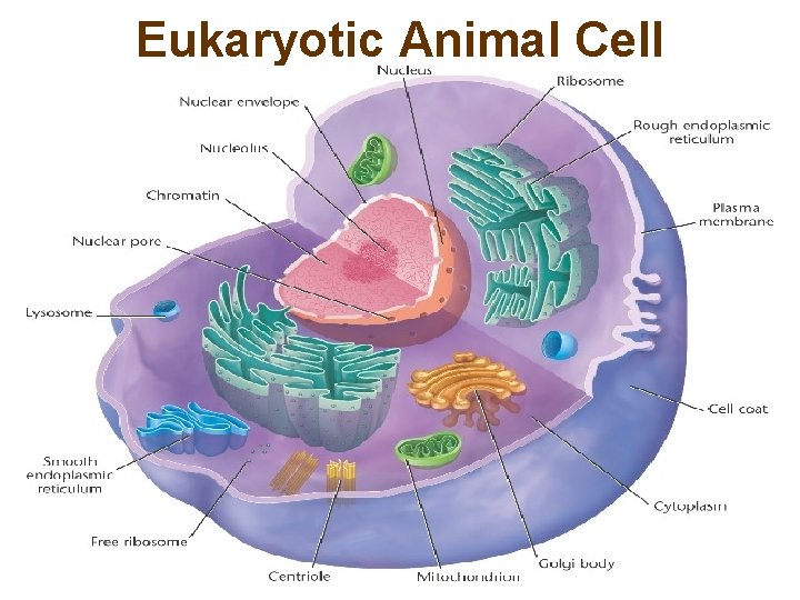 Eukaryotic Animal Cell 