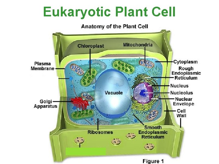 Eukaryotic Plant Cell 